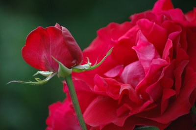 naturheilzentrum ammerbuch therapien begleitung emotionaler prozesse